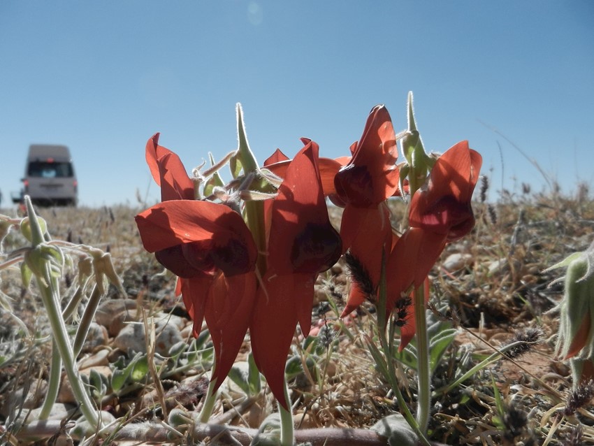 Sturt's Desert Pea Flinders Ranges